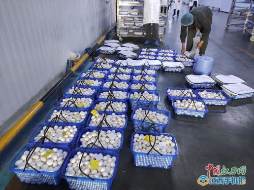 江西中田投資12億工廠化生產(chǎn)有機蘑菇，開啟現(xiàn)代農(nóng)業(yè)新篇章